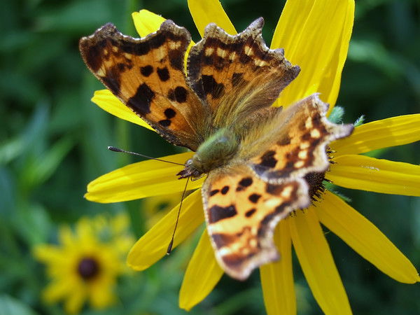 Марина Сидорова