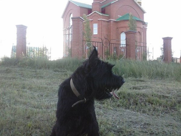 Дмитрий Таушев