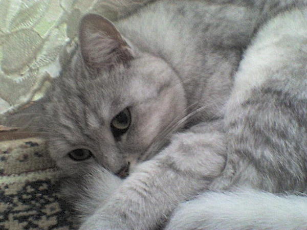 Сергей Бешанов