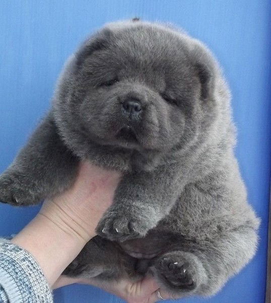 Алена Самусева