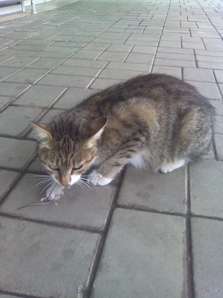 Алексей Артеменко