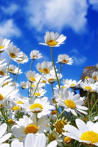 Инкоцентр Цао