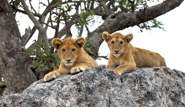 Юлия Котлярова