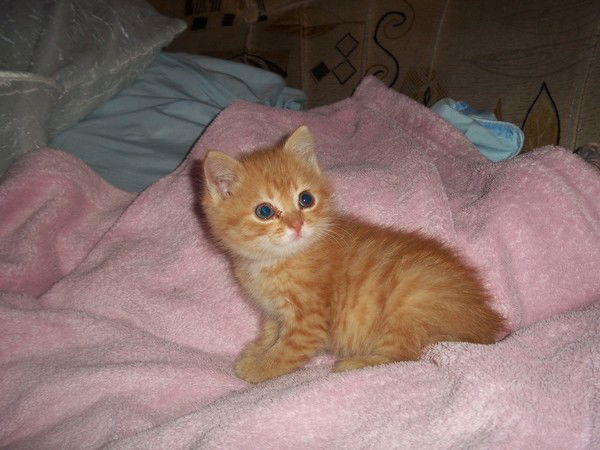 Ирина Банникова