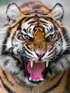 Борисова Яна