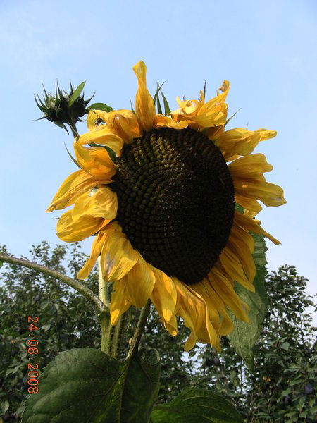 Елена Сквалыгина