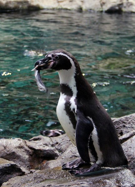 Евгений Рейн