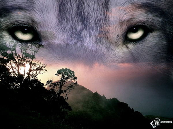 Александр Волков