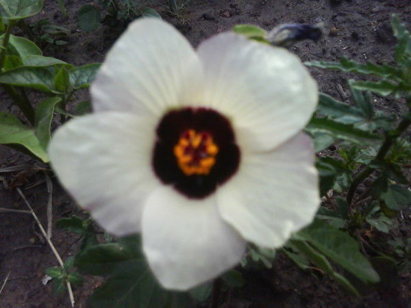 Екатерина Платицина