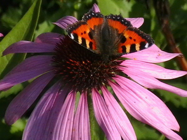 Надежда Назарова