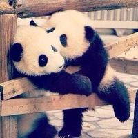 Ашура Адамова