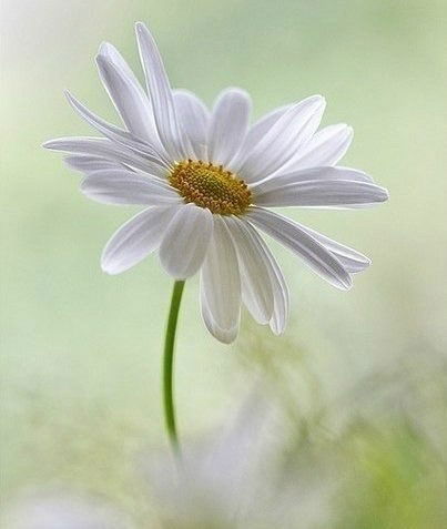 Елена Фомина