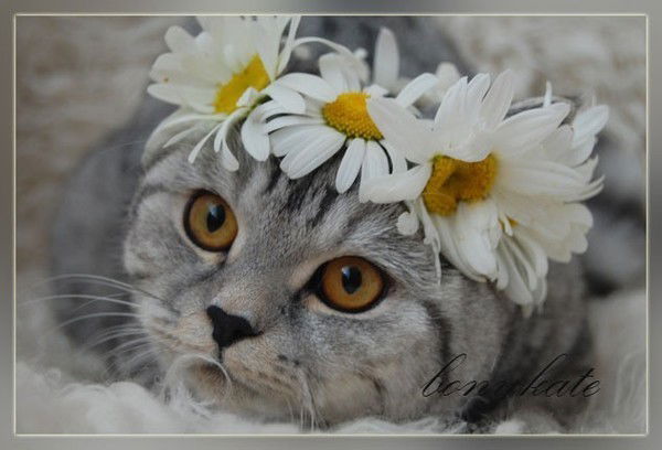 Лара Лариса