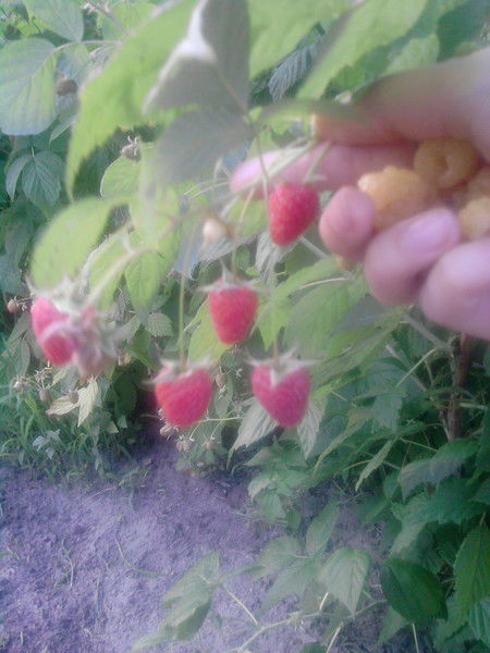 Анна Олефиренко