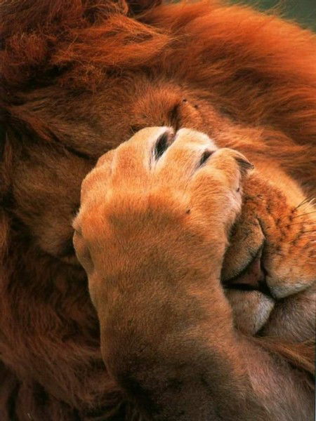 Сережа Варламов