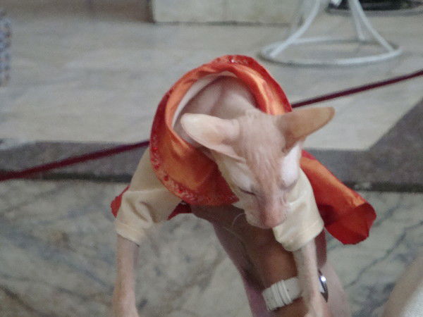 Хрюк Кабанов