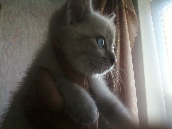 Елена Суворова