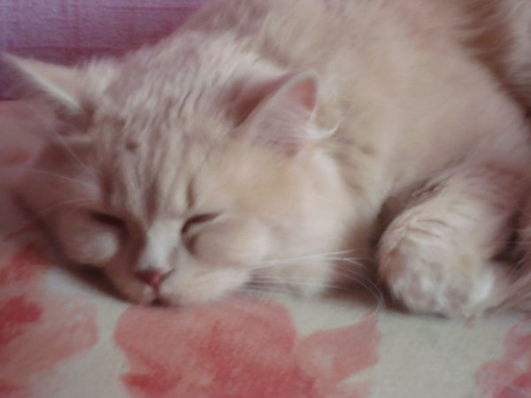 Ирина Москвичёва