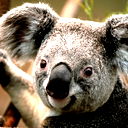 Максим Годунов