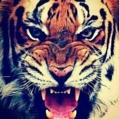 Жигер Сериков