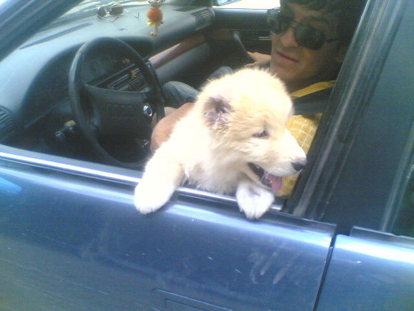 Андрей Тойкиев