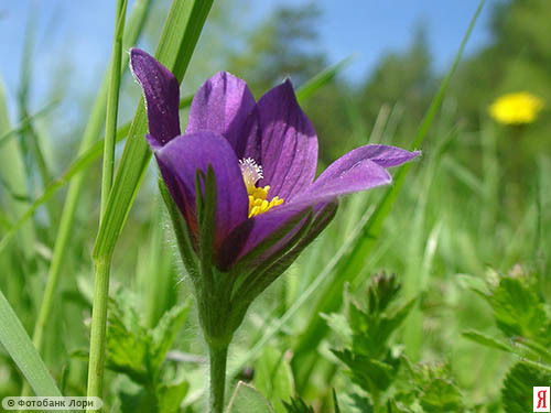 Инна Мулюкова