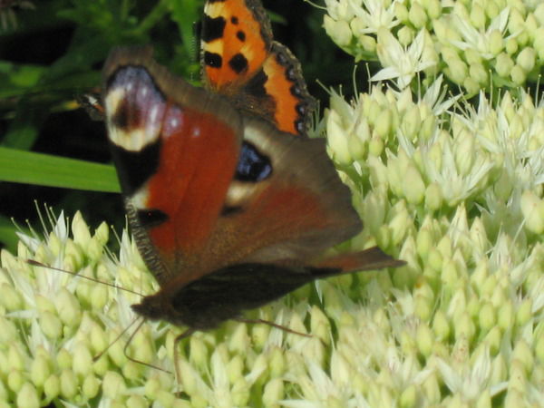 Марина Гавриш