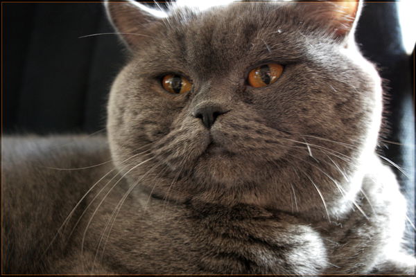 Владимир Кузнецов