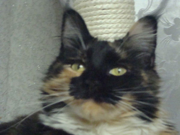 Татьяна Бахчева