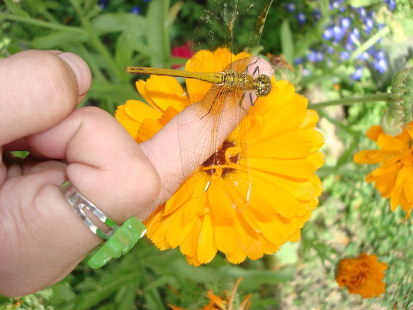 Ирина Власенко