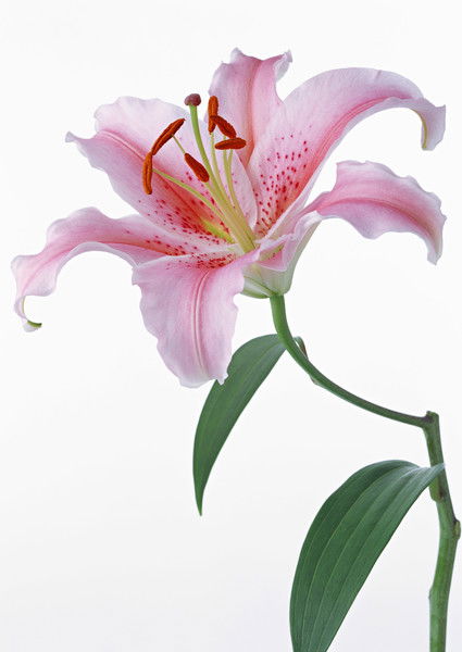 Надежда Надежда