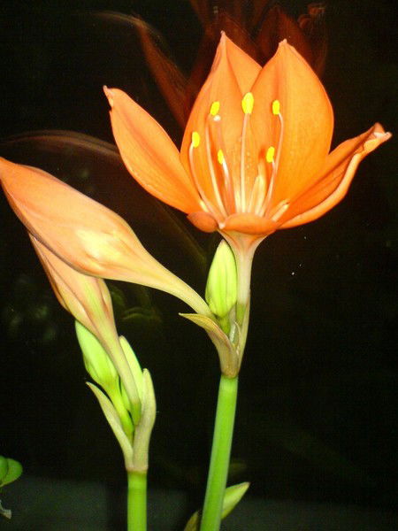 Наталья Борисенко