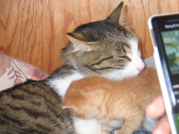 Владимир Калабин