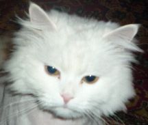 Елена Елена