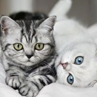 Сергей Викторов