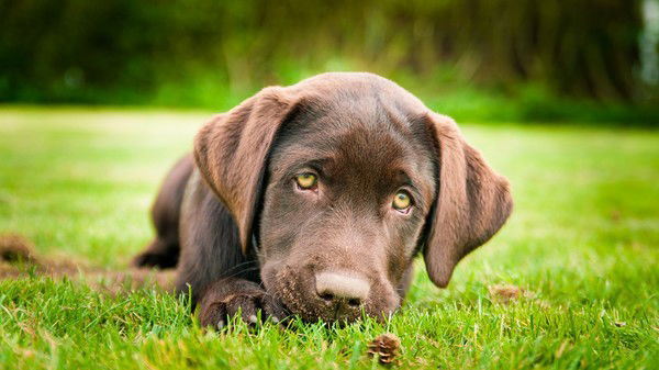 Надя Колотуха