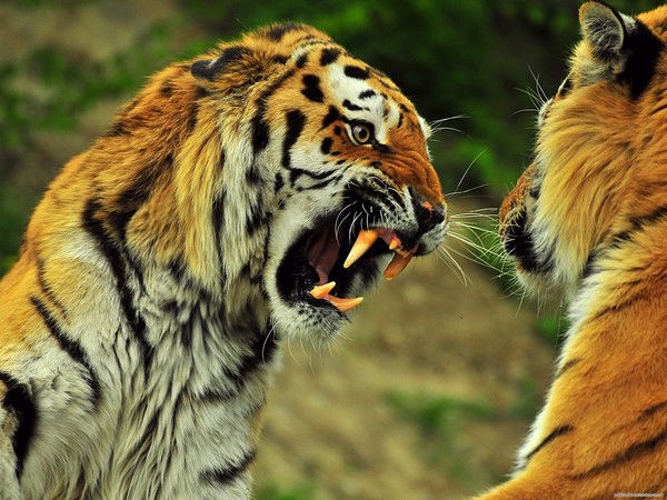 Алексей Абанкин