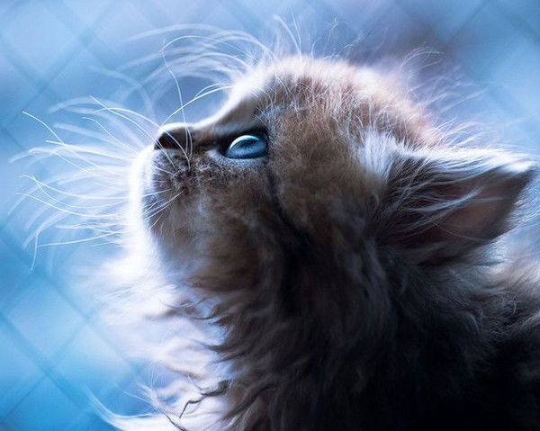 Елена Шагилова