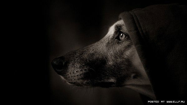 Владислав Ипатов