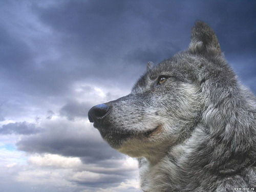 Среднерусский Лесной