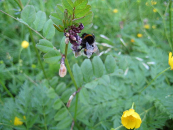 Андрей Прибылов