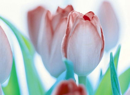 Татьяна Матвеева Zf