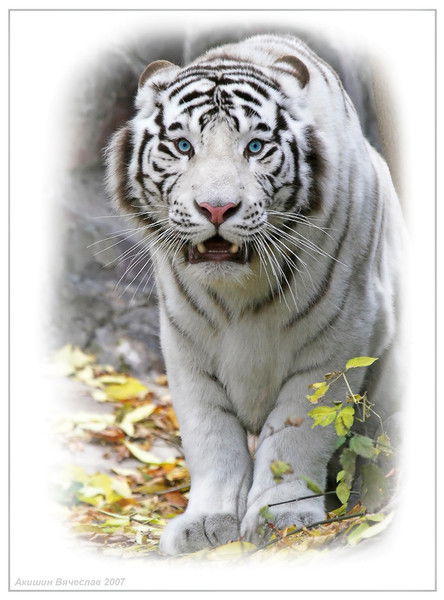 Алеся Медведева