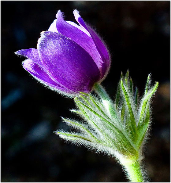 Ольга Николаевна