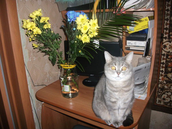 Елена Ромашкина