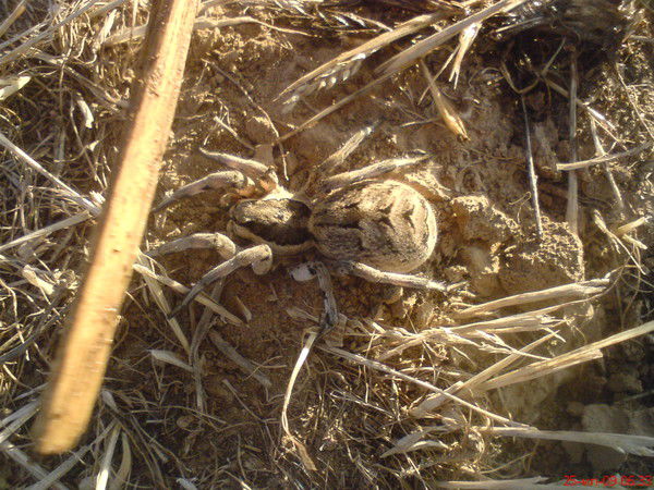 Евгений Караваев