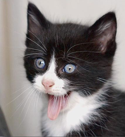 Светлана Светикова