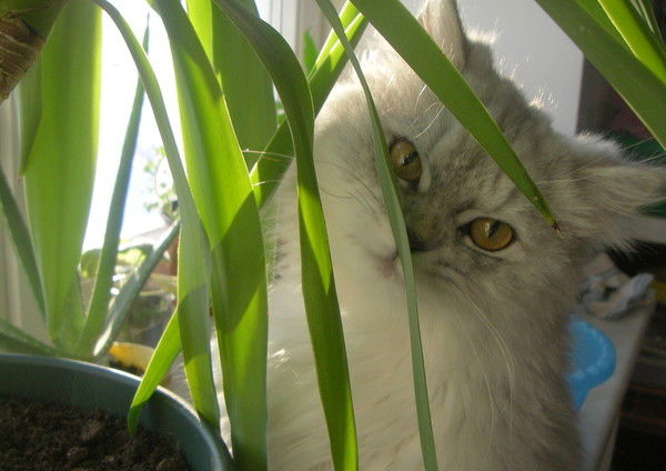 Светлана Погорельцева