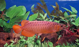 Валерий Муртаков