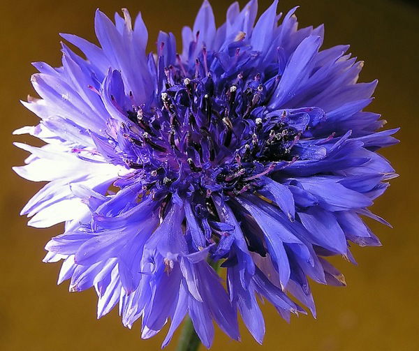 Василек Луговой